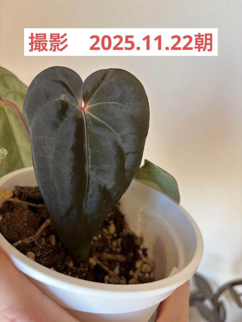 アンスリウムBVEP Anthurium（antolakii）Tezula実生