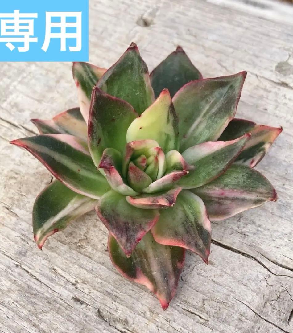 お取り置き専用　多肉植物　❁︎シュビル錦　未発根