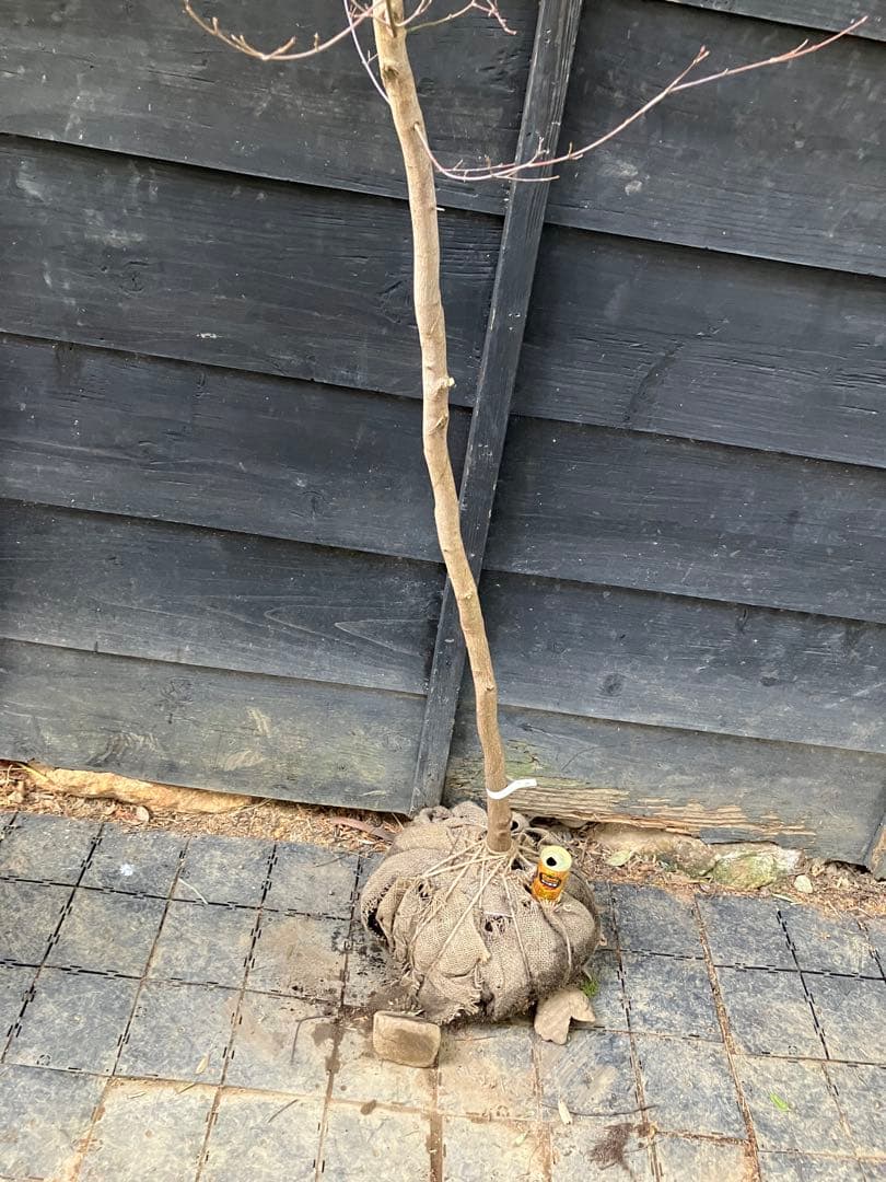 50 山採り　イロハモミジ