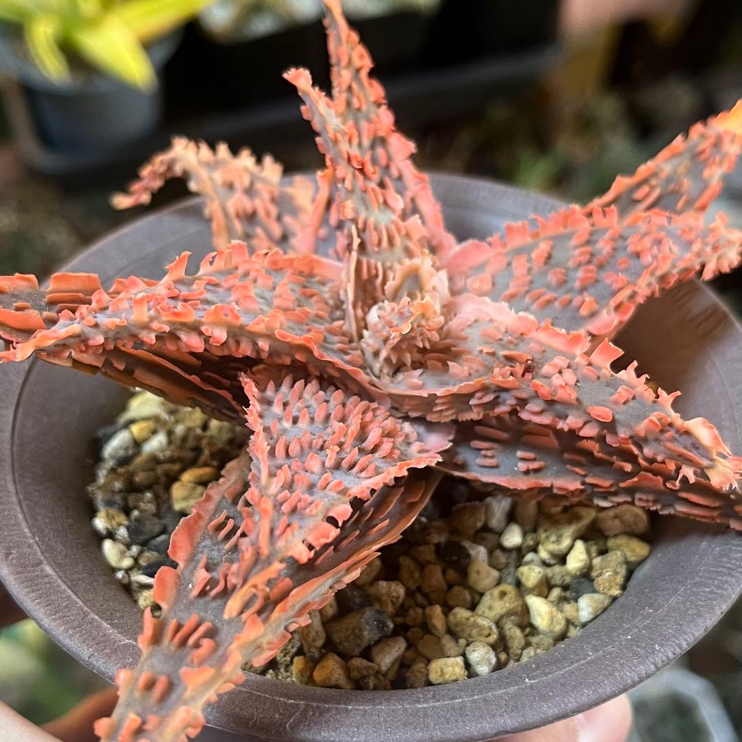 Aloe TCT Hybrid・親株・抜き苗