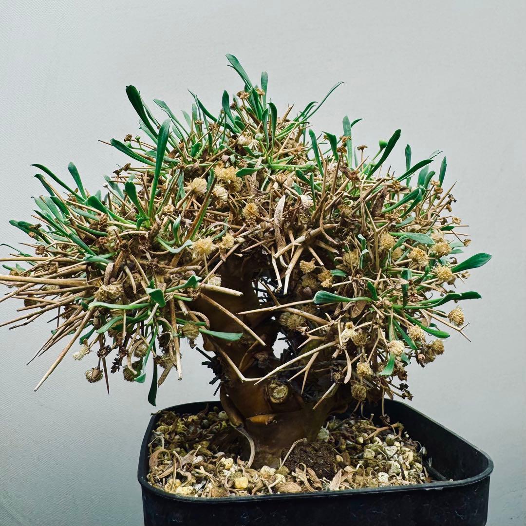 【現地球】オトンナ　ユーフォルビオイデス