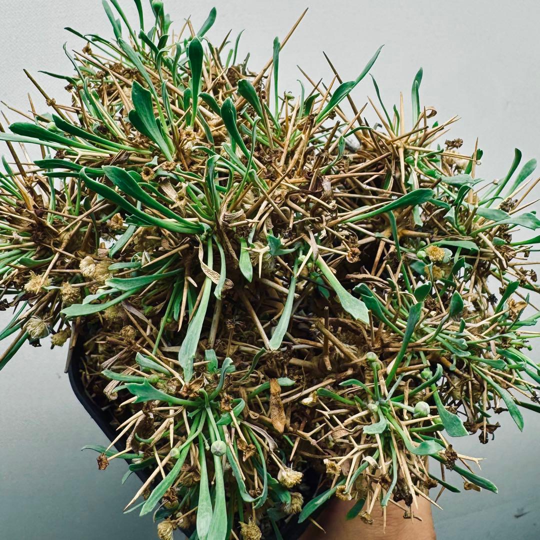 【現地球】オトンナ　ユーフォルビオイデス