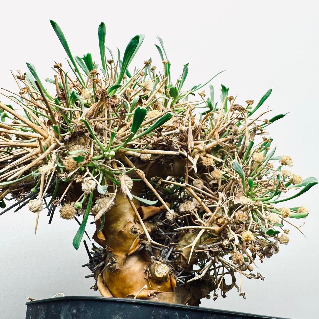 【現地球】オトンナ　ユーフォルビオイデス