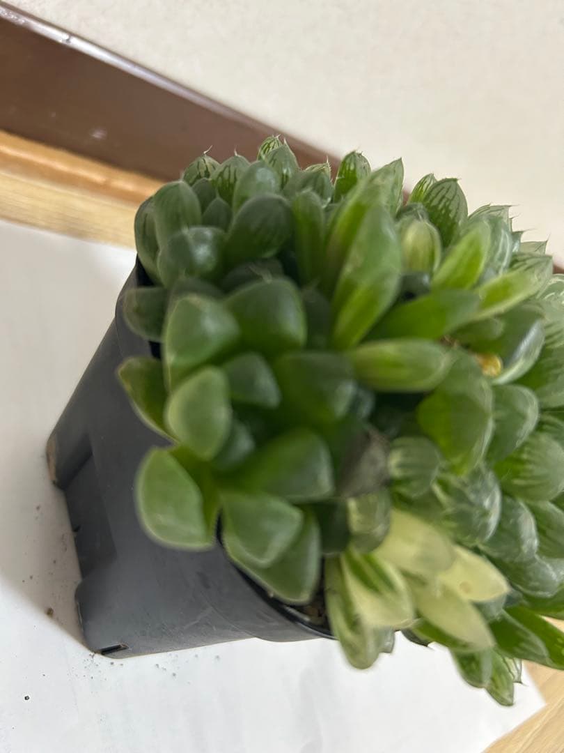 ハオルチア 多肉植物 オブツーサ錦 マリン