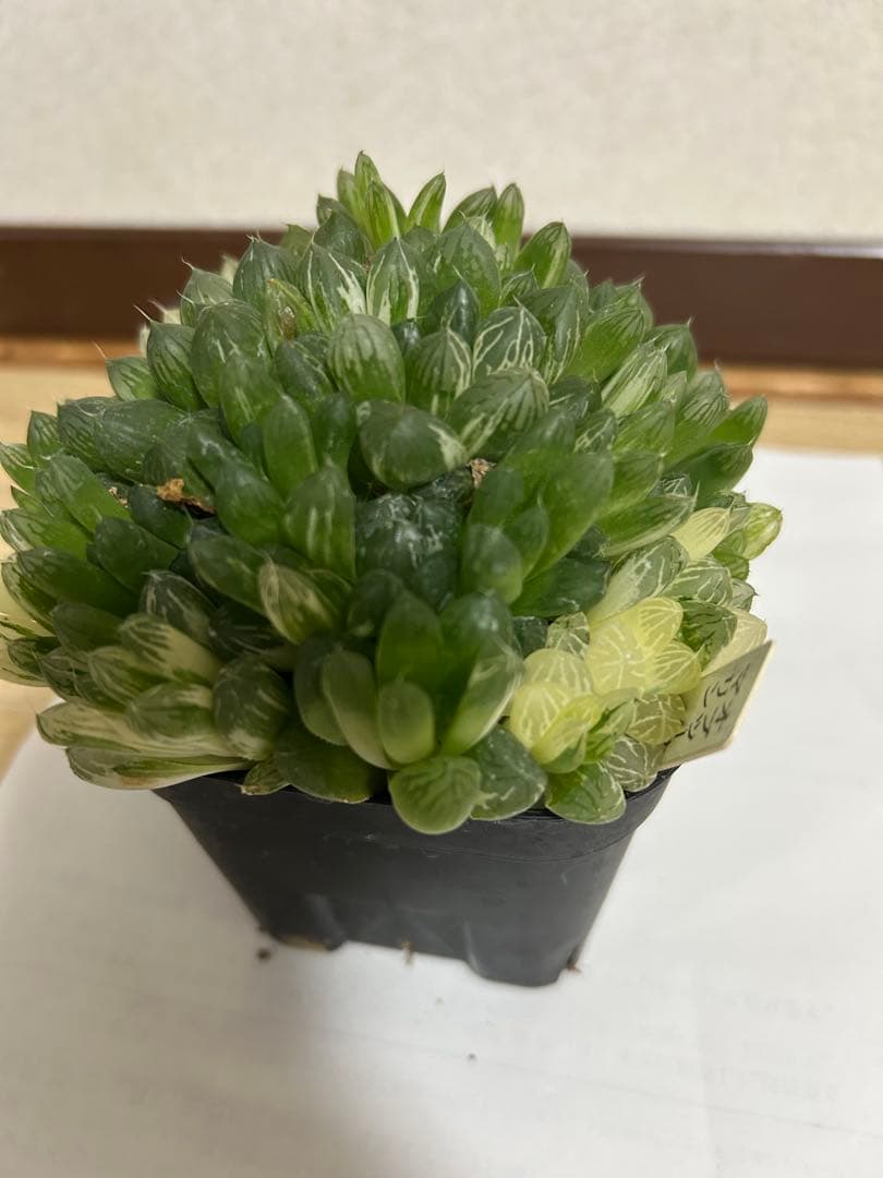 ハオルチア 多肉植物 オブツーサ錦 マリン