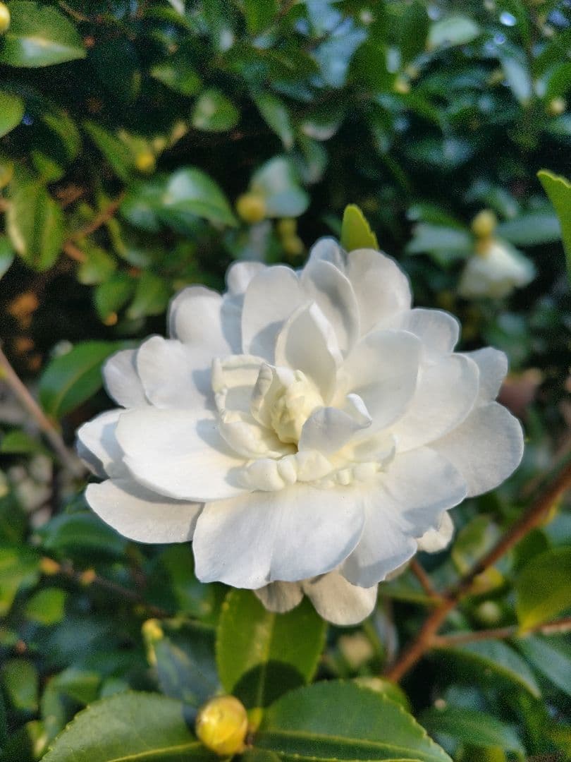 山茶花　茶花　石蕗　南天他