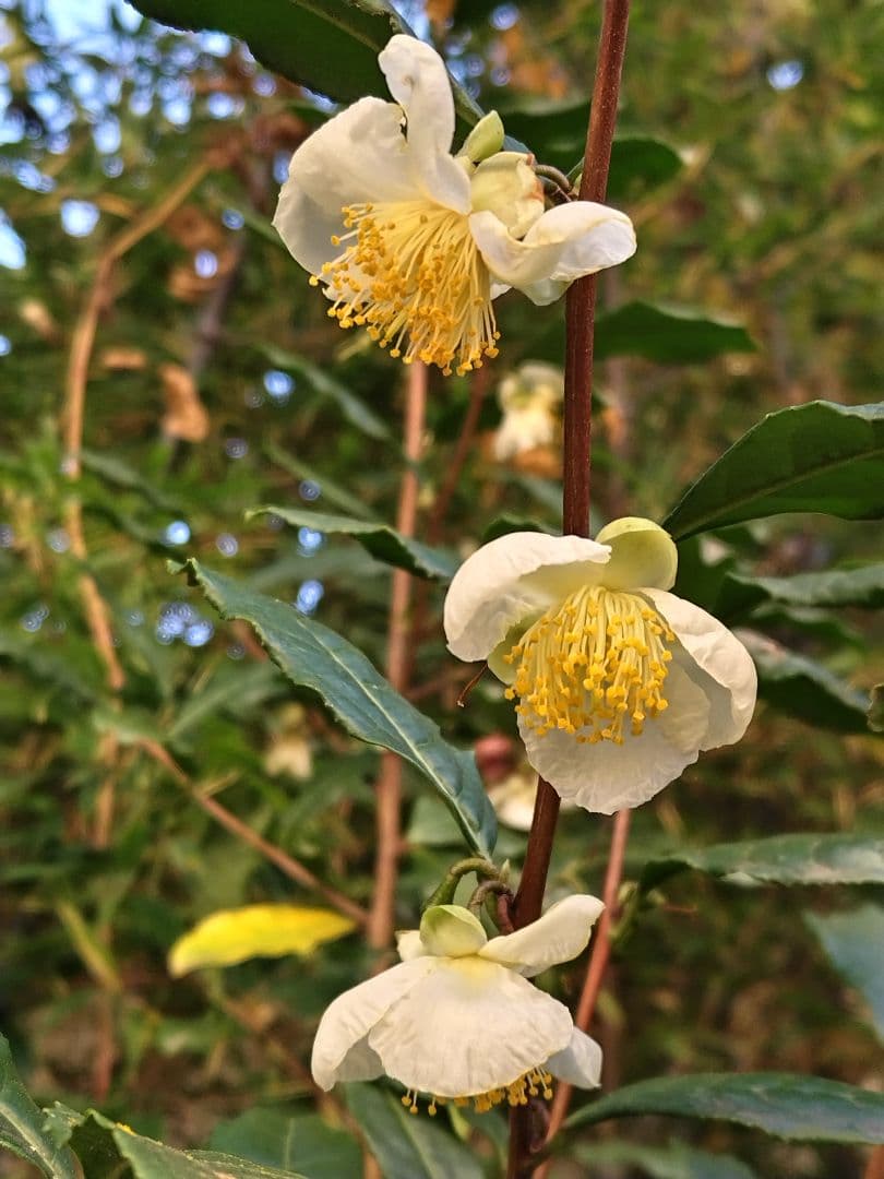 山茶花　茶花　石蕗　南天他