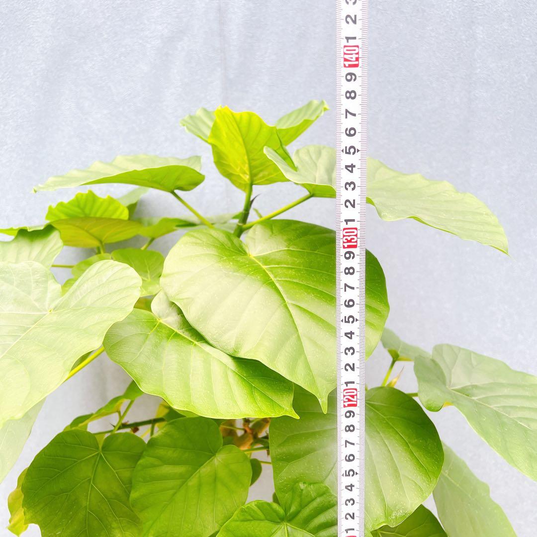 現品　フィカス　ゴムの木　ウンベラータ　35番　観葉植物　インテリアグリーン