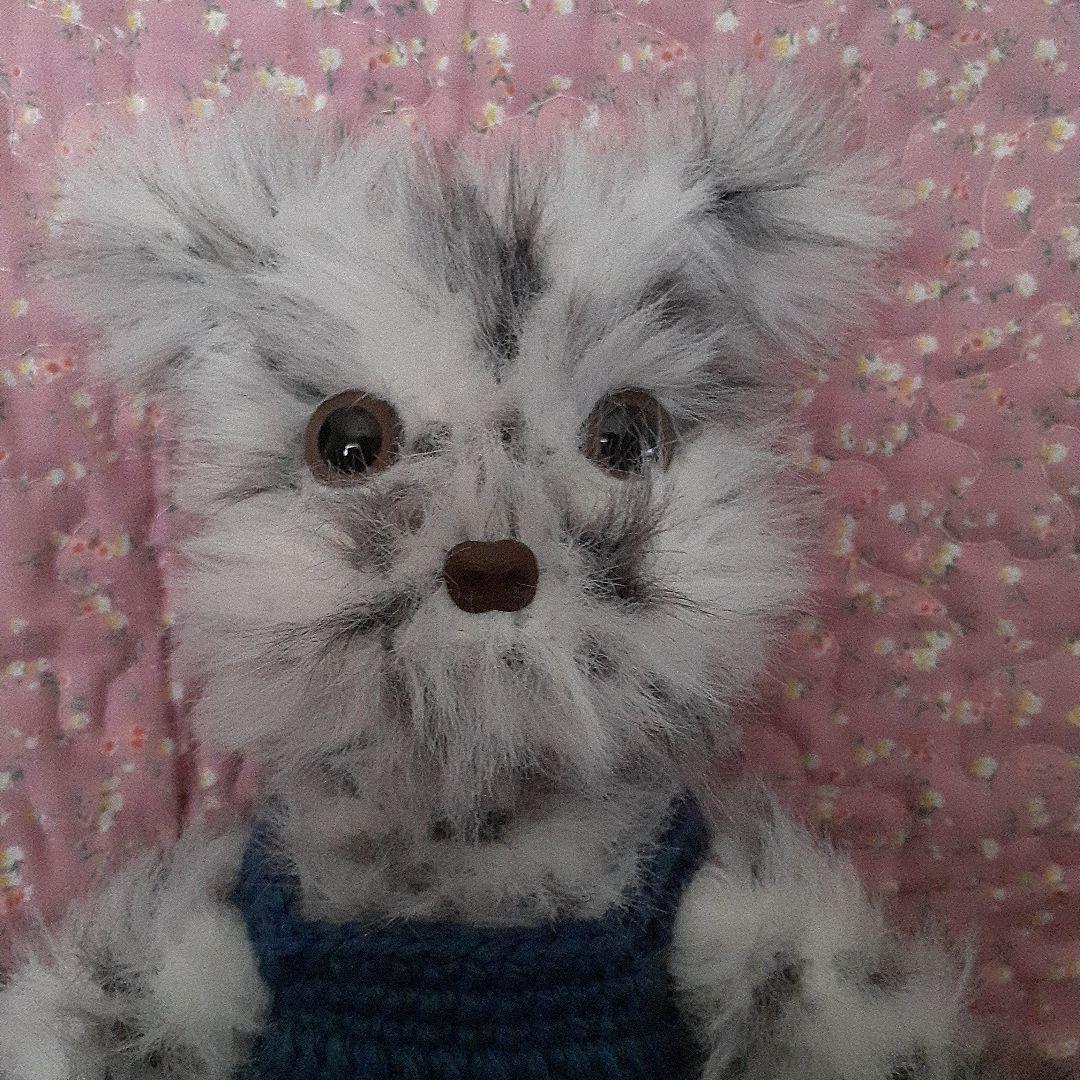 チャルリズです。　猫　ホワイトタイガー