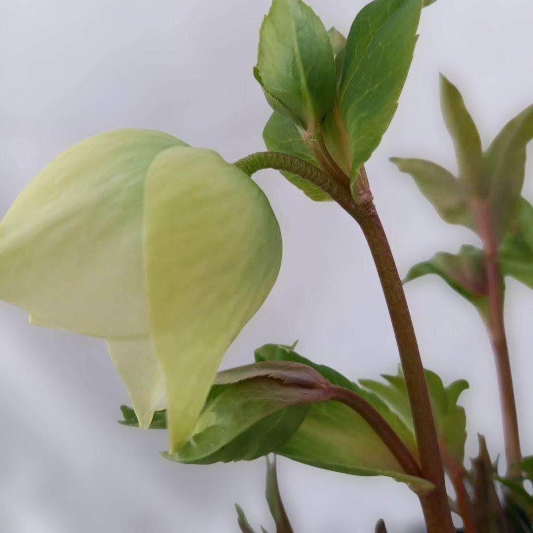 専用、透明感ある花色♪溢れるつぼみ！クリスマスローズ、大苗、開花株