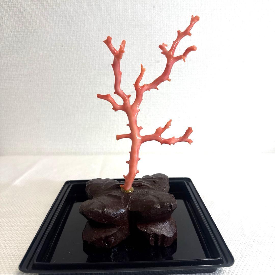 赤珊瑚 サンゴ 珊瑚 置物