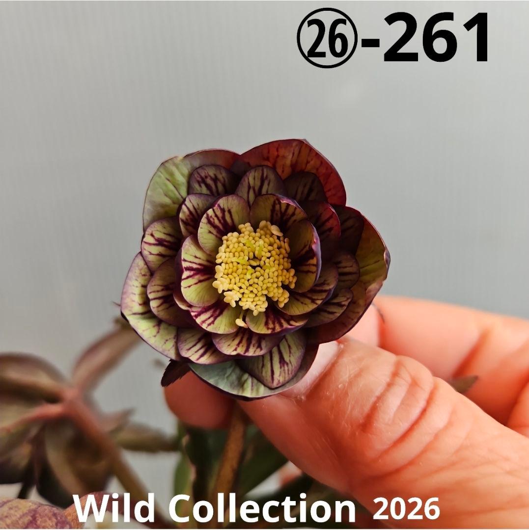 ペコ様ご購入苗㉖-261クリスマスローズ