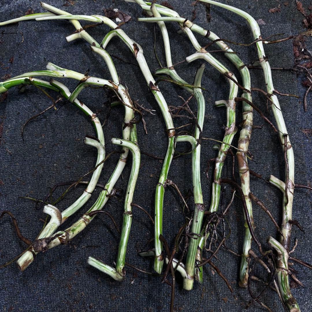 a*a様 斑入りモンステラホワイトタイガー大茎8株おまとめ