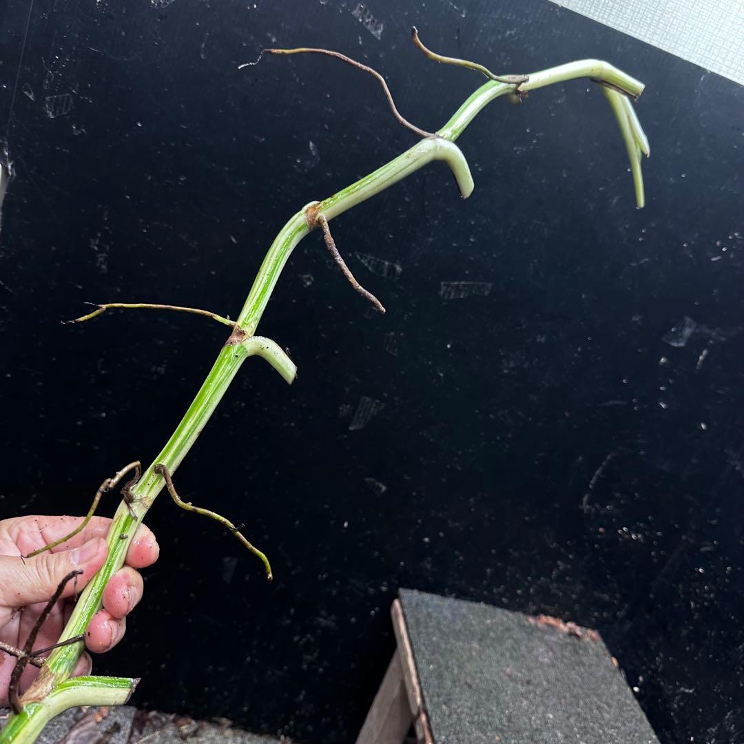 a*a様 斑入りモンステラホワイトタイガー大茎8株おまとめ