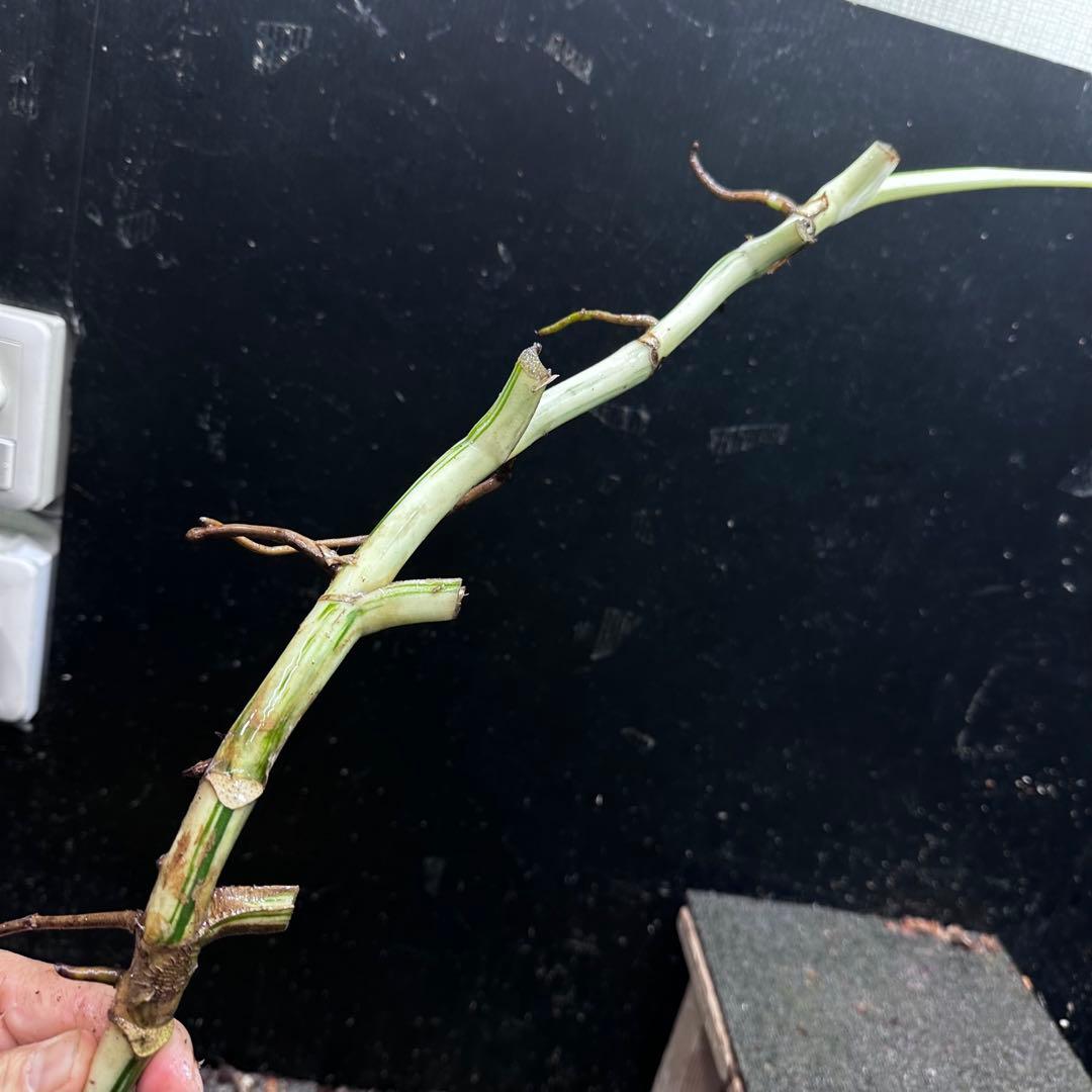 a*a様 斑入りモンステラホワイトタイガー大茎8株おまとめ