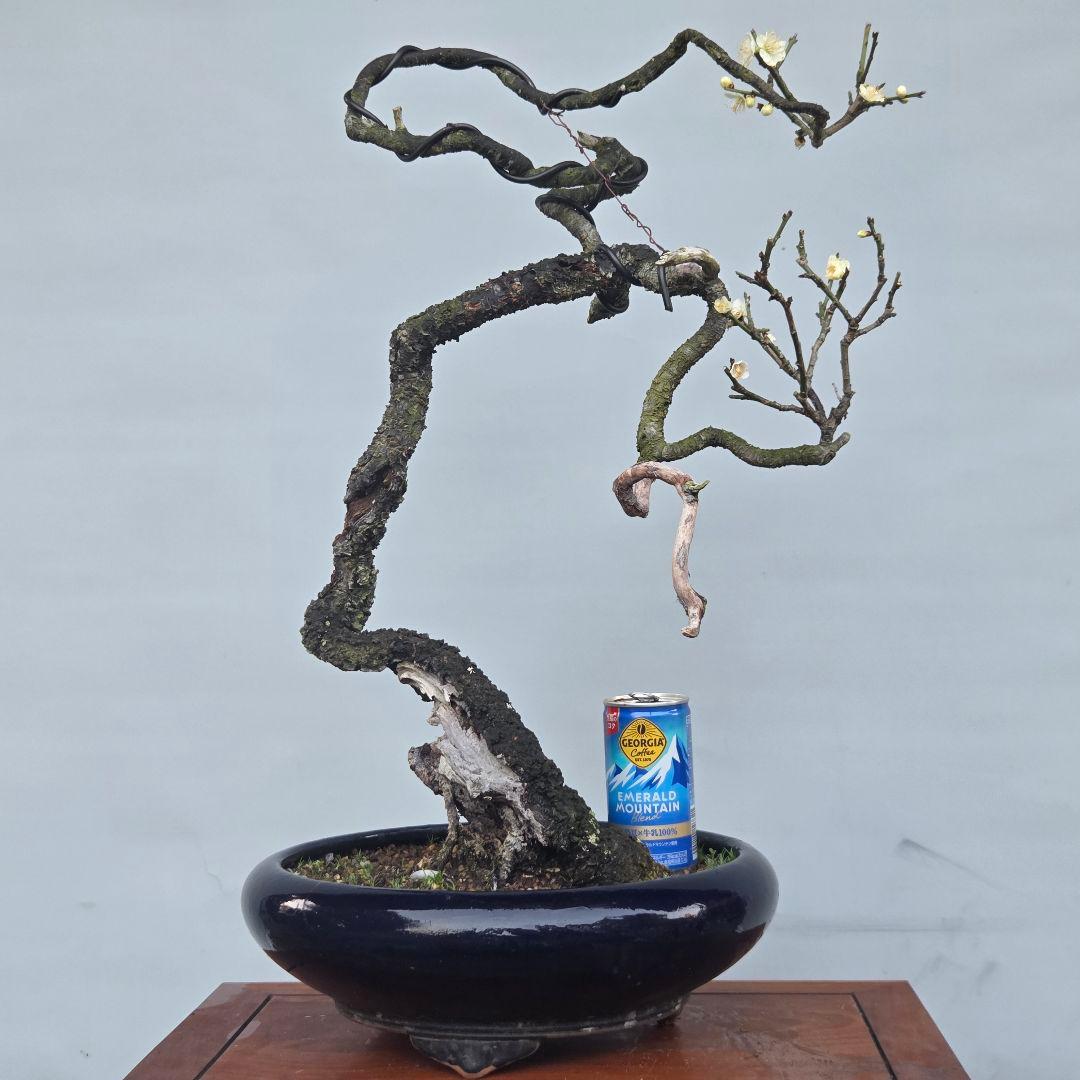 青軸野梅(一重緑萼.白花)　[文人風木]　大品盆栽　梅