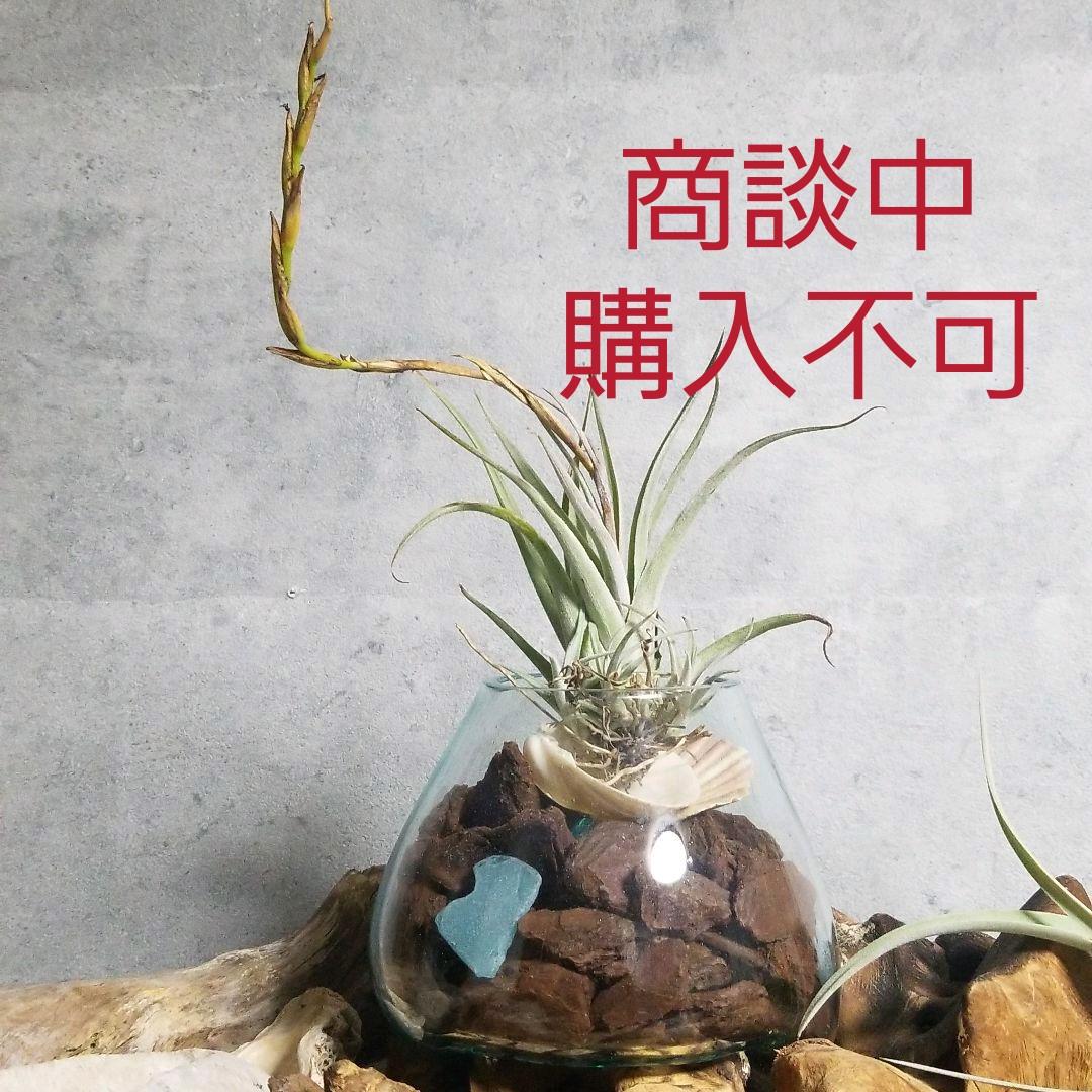 購入不可 チランジア カルビンスキアーナ(クランプ) 初入荷❗