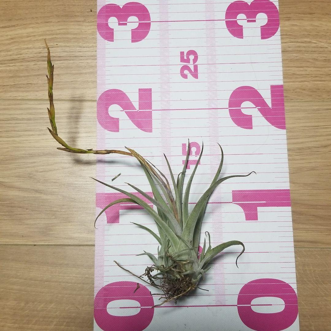 購入不可 チランジア カルビンスキアーナ(クランプ) 初入荷❗