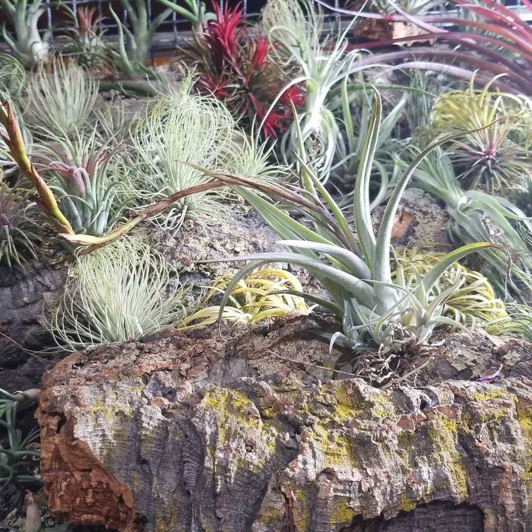 購入不可 チランジア カルビンスキアーナ(クランプ) 初入荷❗