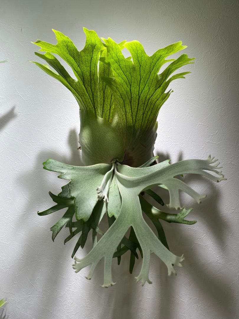 月光爪哇　ビカクシダ　観葉植物