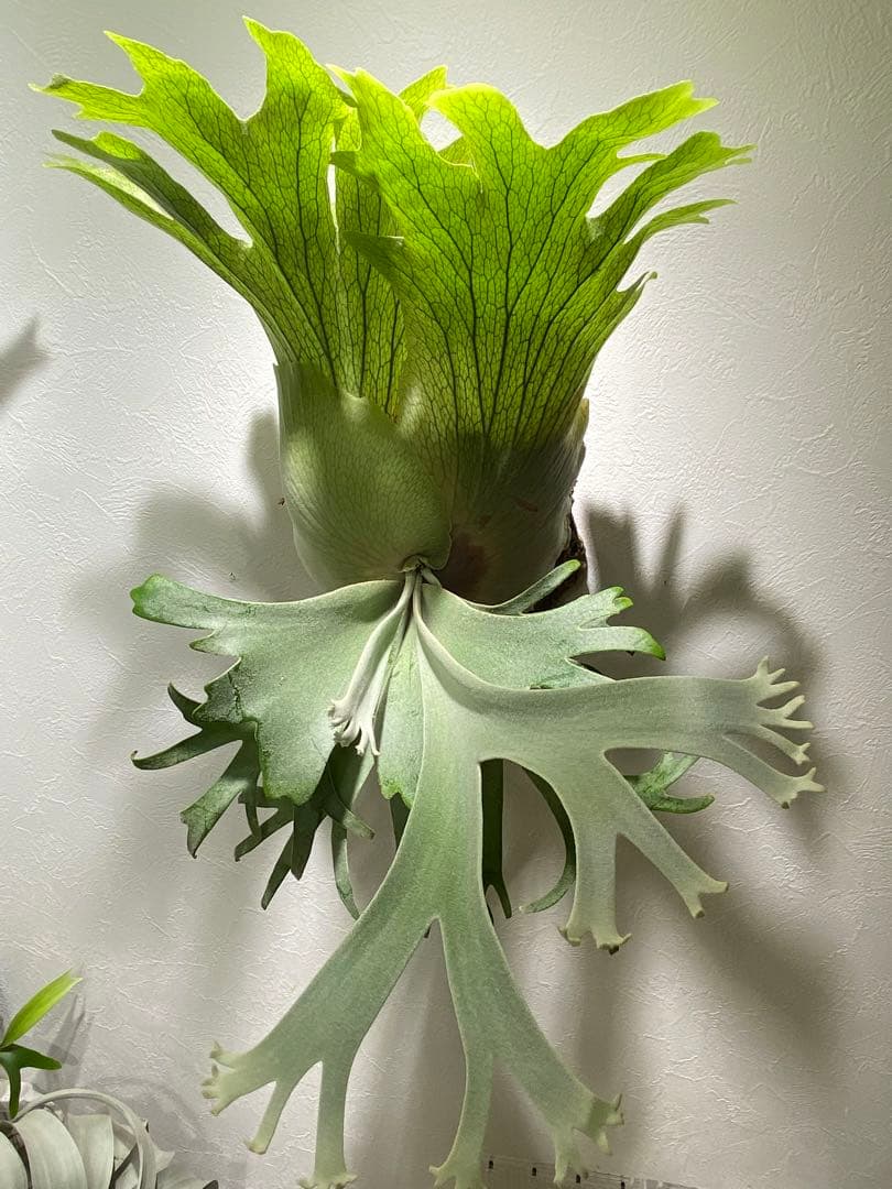 月光爪哇　ビカクシダ　観葉植物