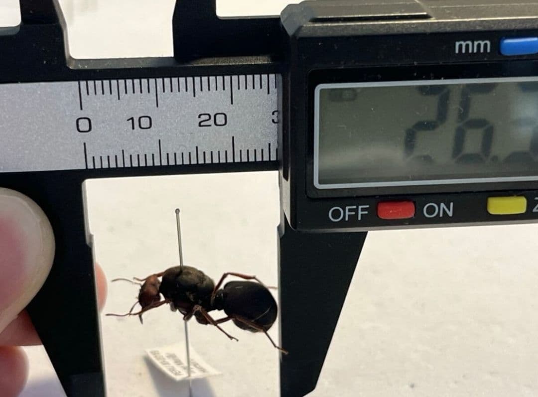 【20mm】ハキリアリの女王標本　Atta cephalotes？ パラポネラ