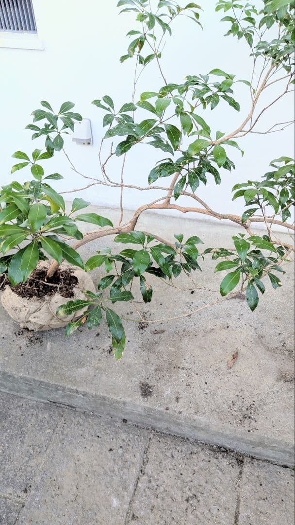 流れる美枝。山採りアセビ。