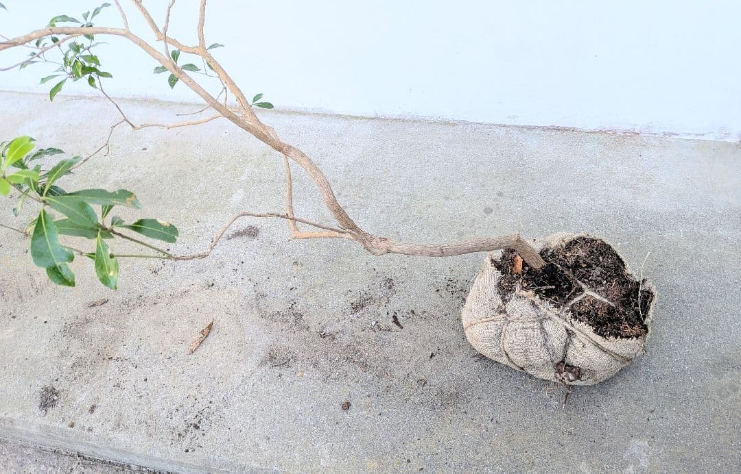 流れる美枝。山採りアセビ。