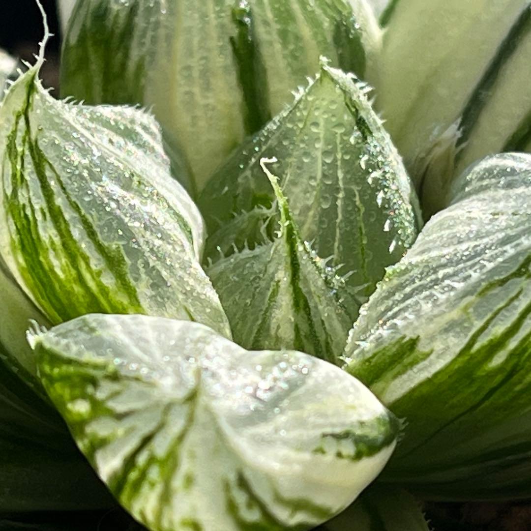 ハオルチア 三仙寿錦