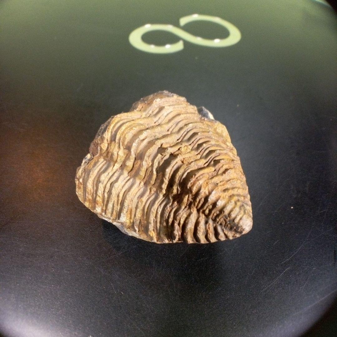 三葉虫　化石　fossil　ボリビア産　trilobite　海生動物識別②