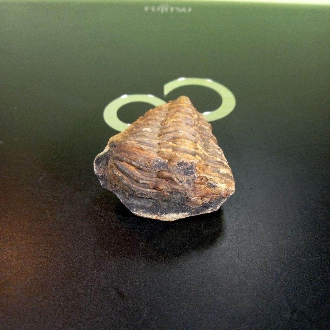 三葉虫　化石　fossil　ボリビア産　trilobite　海生動物識別②