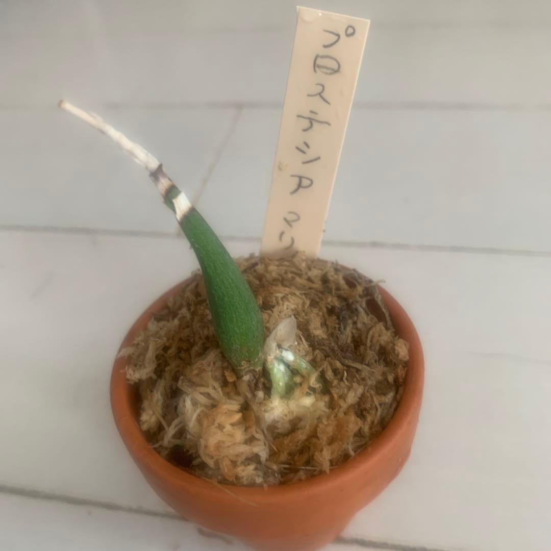 プロステシア　マリエ　洋ラン