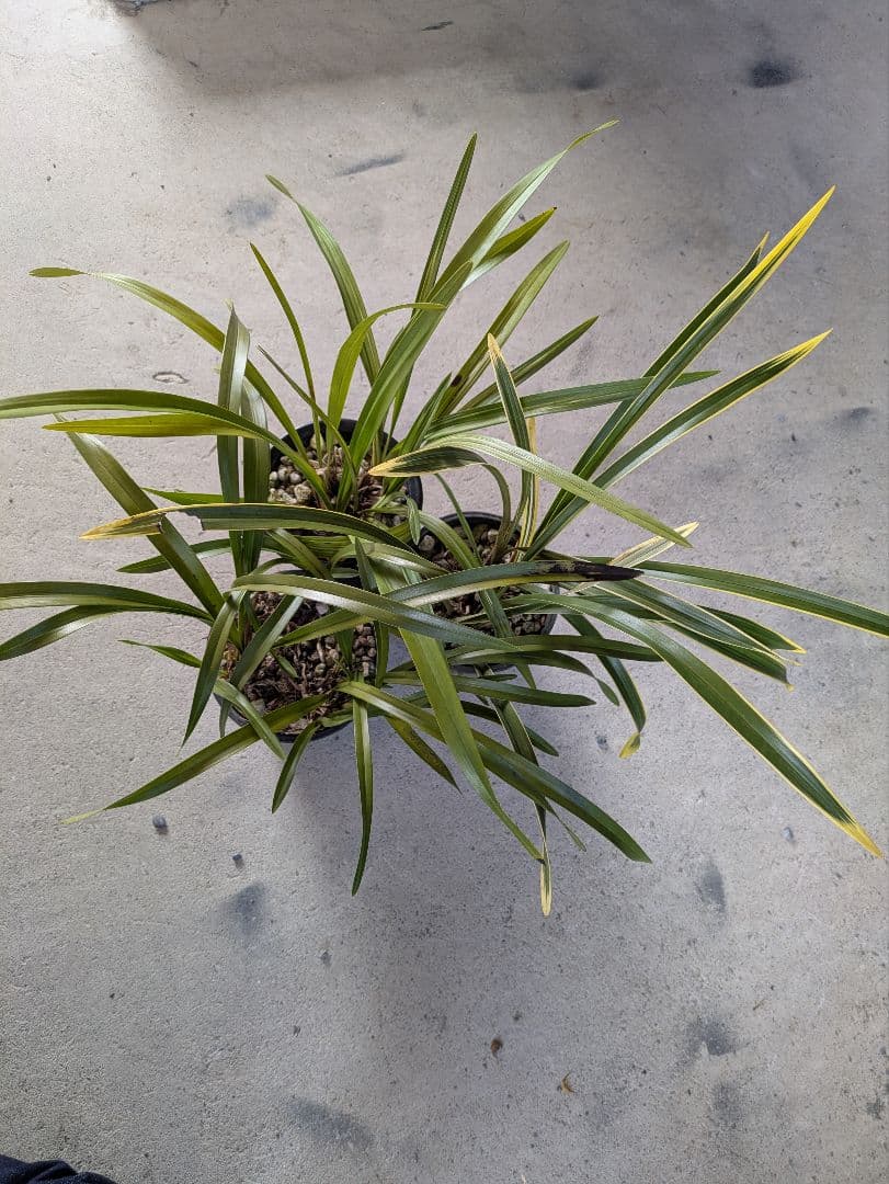 キンリョウヘン　赤花2鉢白花1鉢合計３鉢　日本蜜蜂　誘引