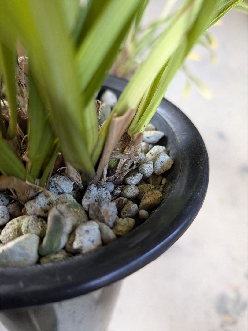 キンリョウヘン　赤花2鉢白花1鉢合計３鉢　日本蜜蜂　誘引