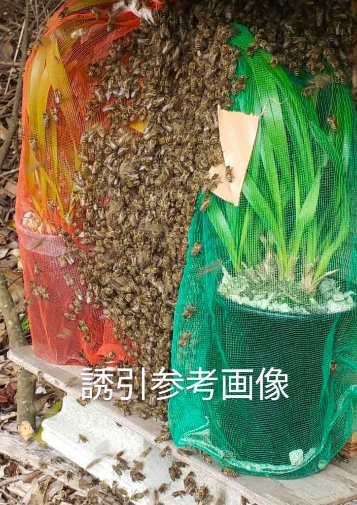 キンリョウヘン　赤花2鉢白花1鉢合計３鉢　日本蜜蜂　誘引