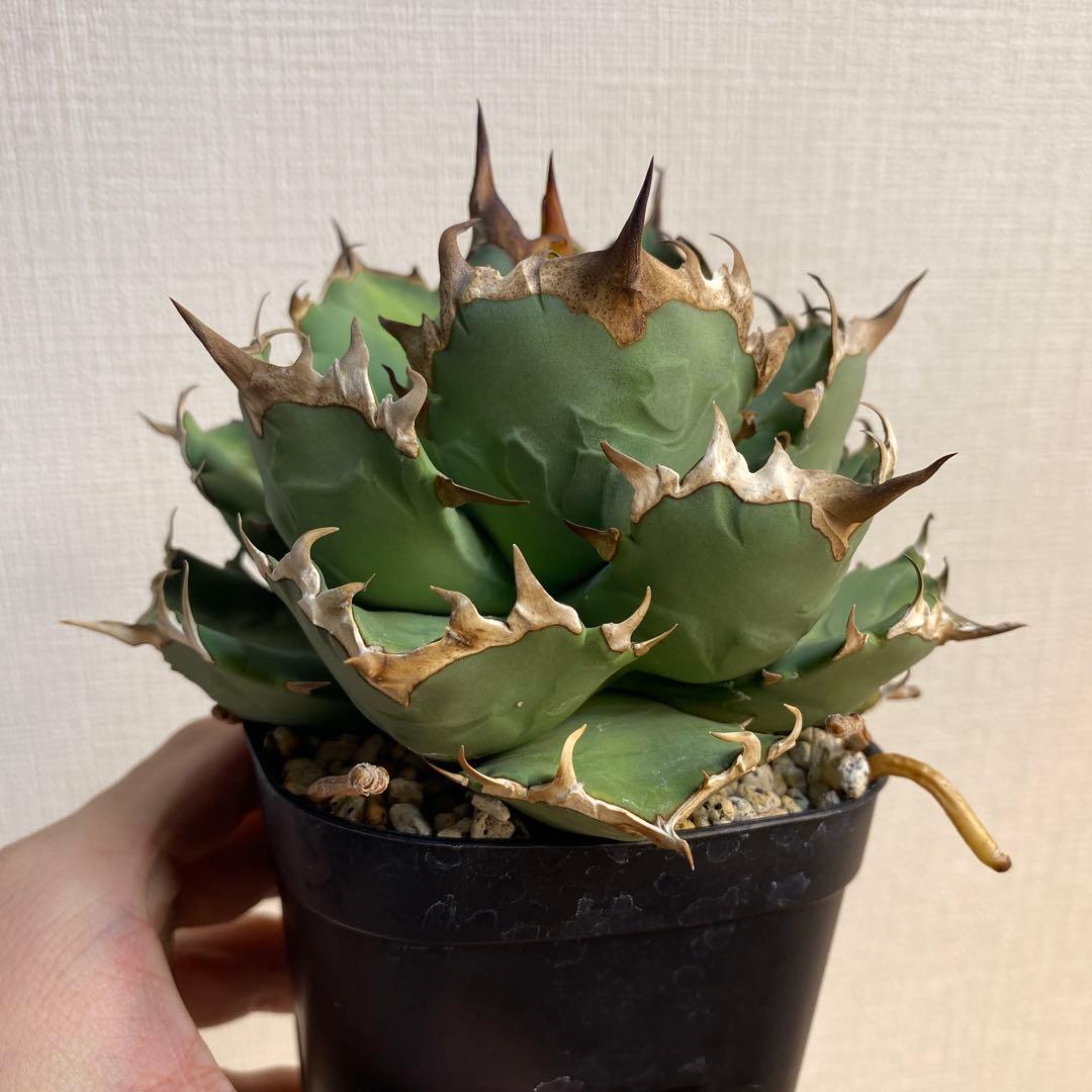 アガベチタノタ　姫厳竜　親株