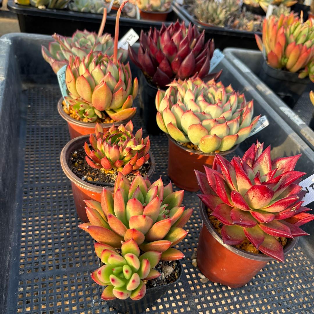 エケベリア 7種 赤い子セット 抜き苗 多肉植物