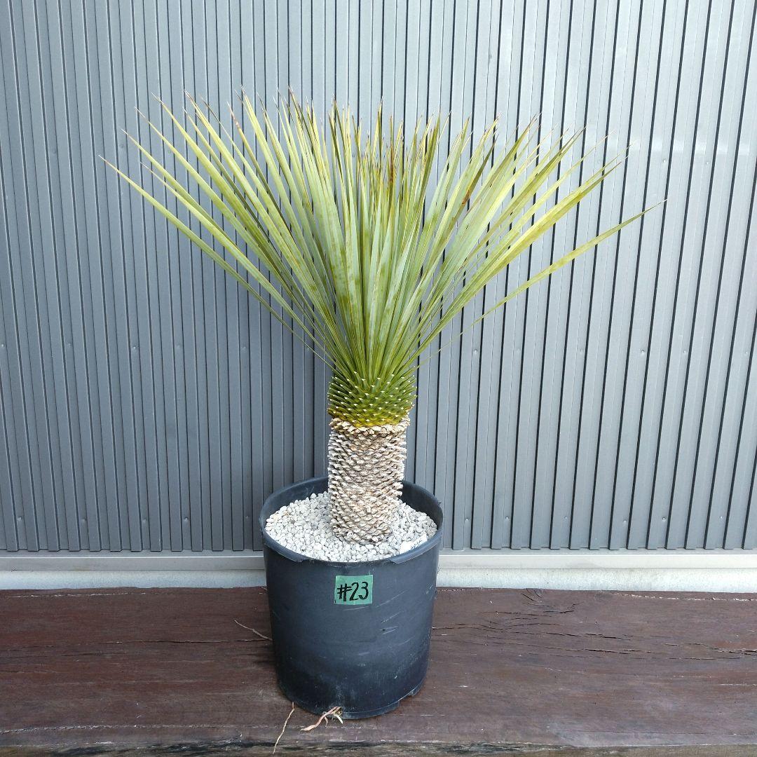 #23 ユッカ ロストラータ yucca rostrata（発根済）