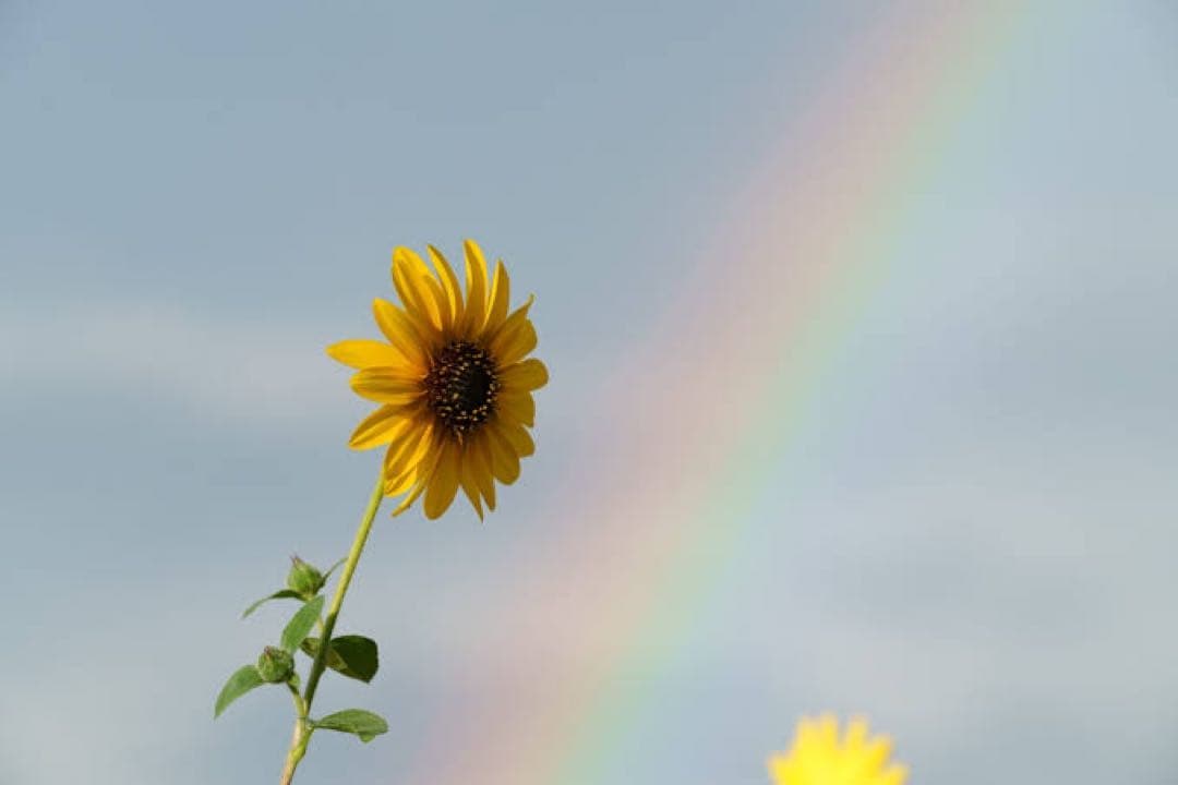 もずくさま専用