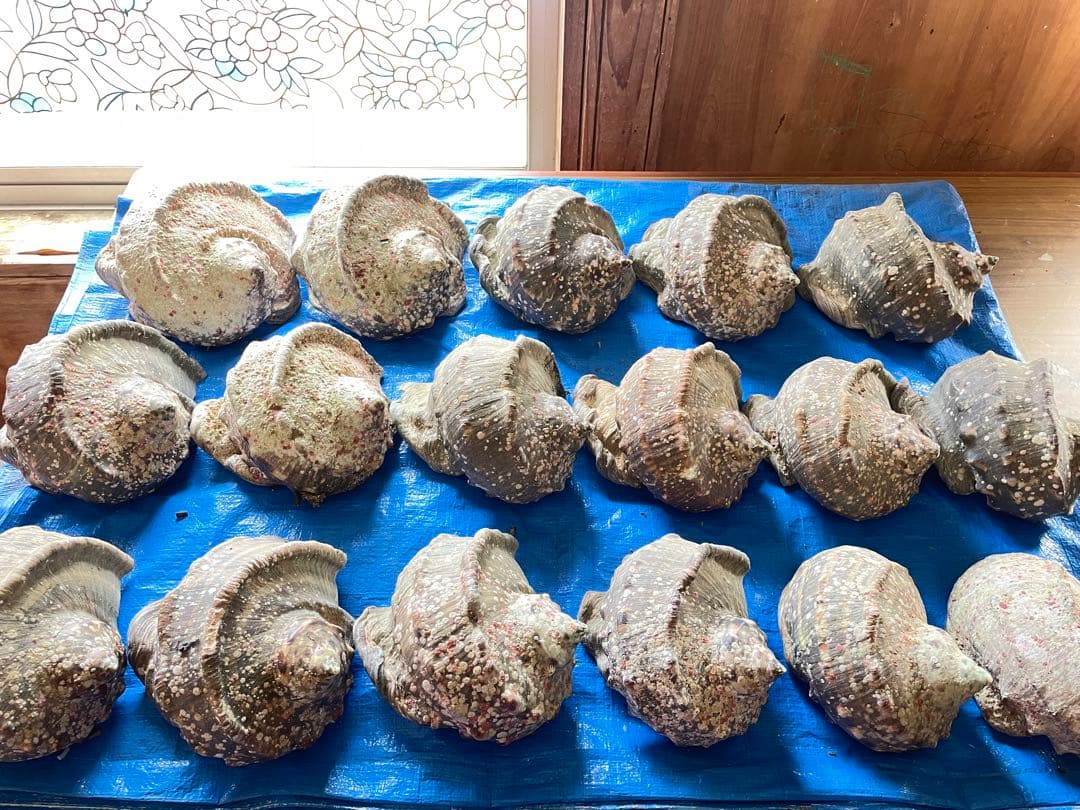 夜光貝 17個 12.3キロ