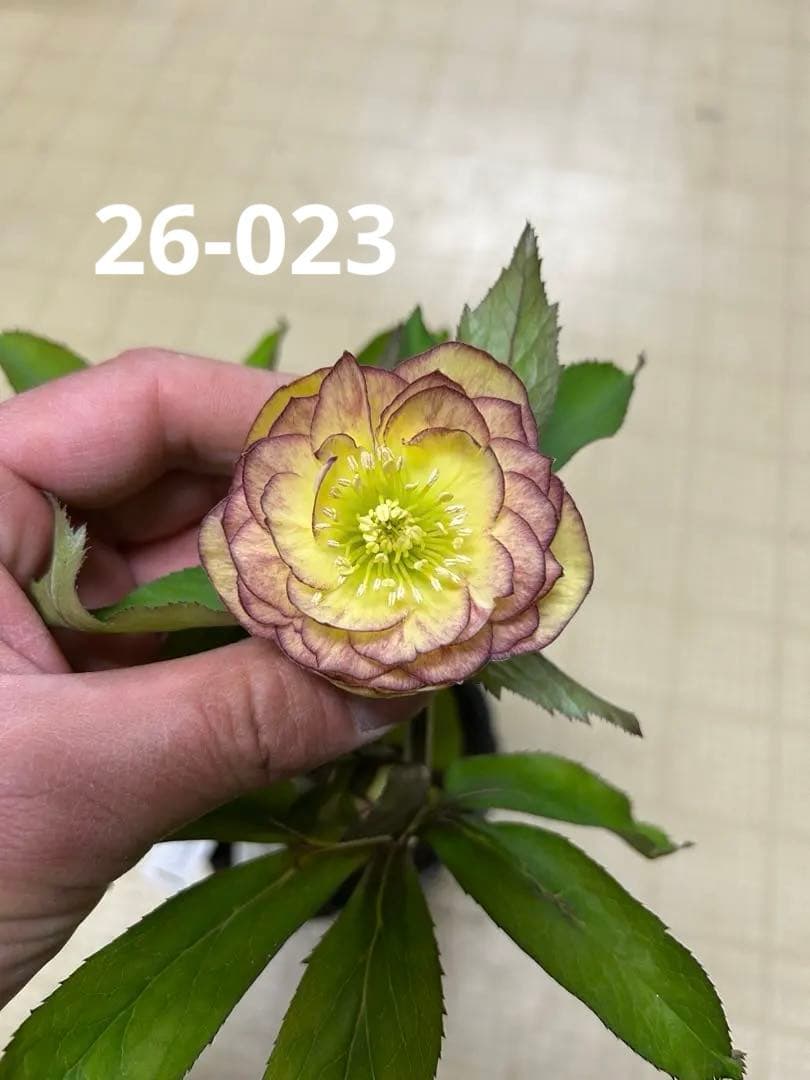 イエロープリマヴェーラ 加藤農園 クリスマスローズ 同梱可能