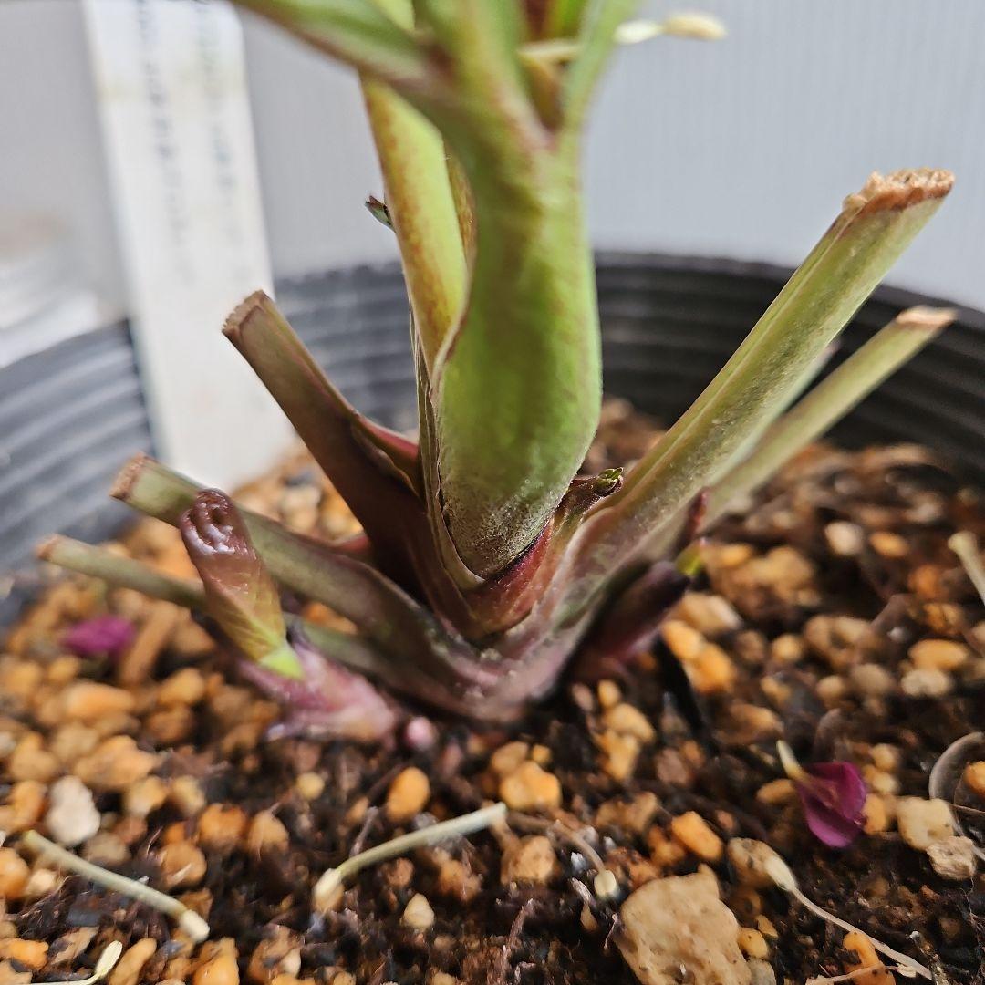 ㉖-482 クリスマスローズ