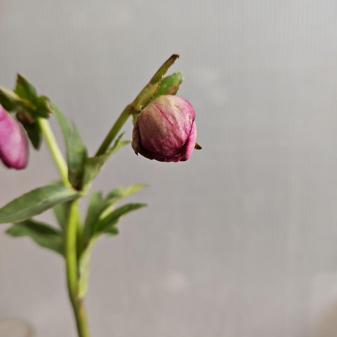 ㉖-482 クリスマスローズ