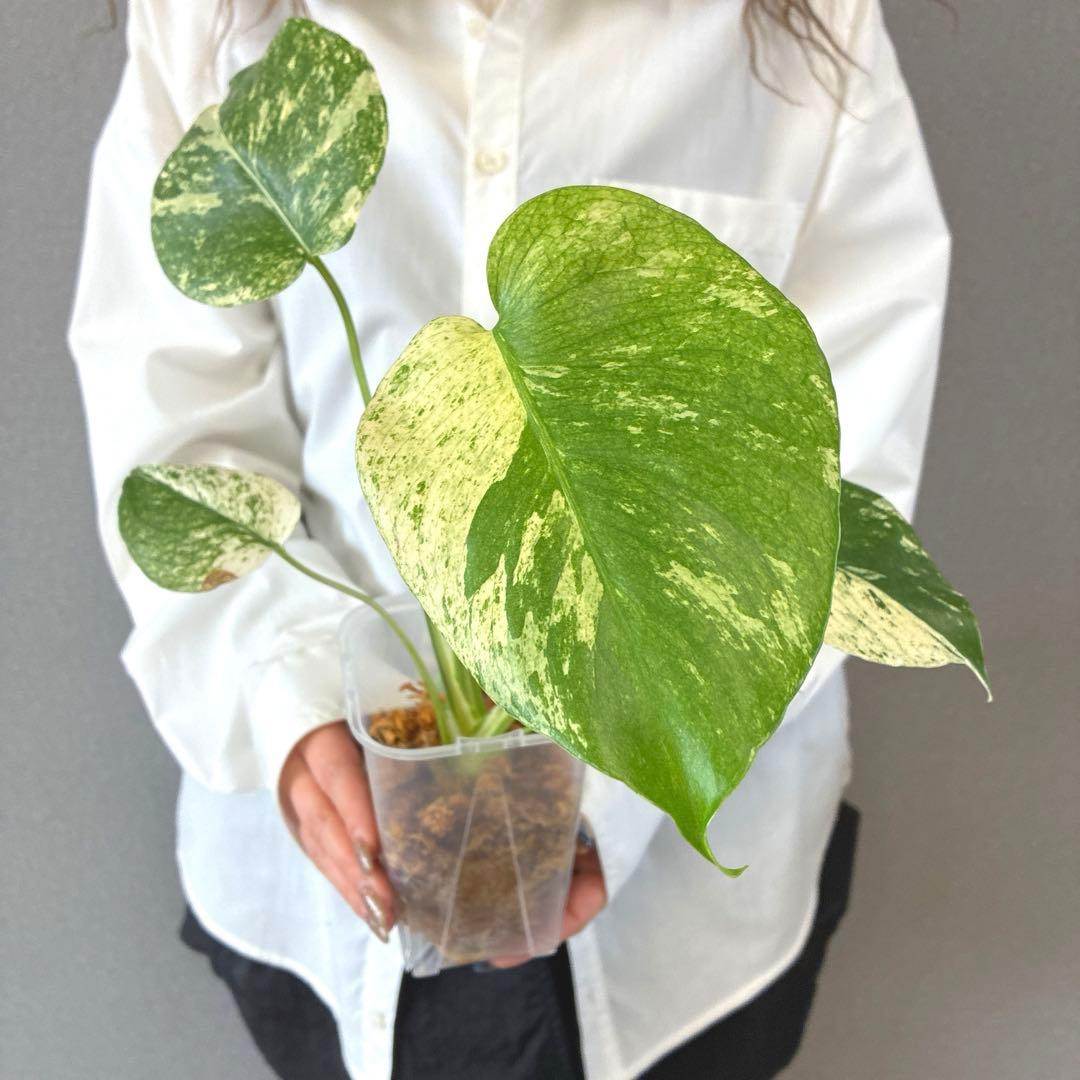 超希少❗️モンステラ　ホワイトモンスター　クンゾーオリジナル✨