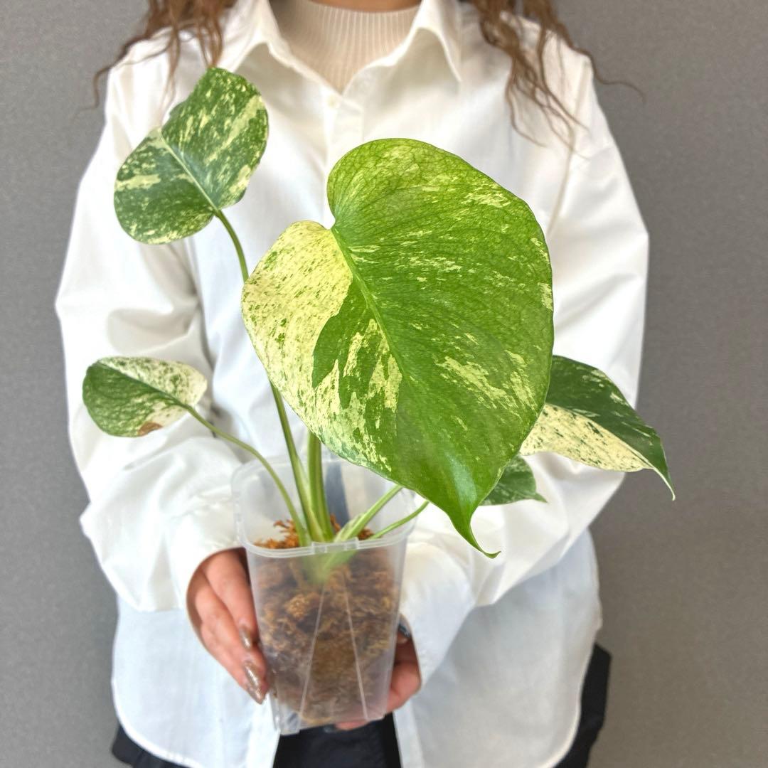 超希少❗️モンステラ　ホワイトモンスター　クンゾーオリジナル✨