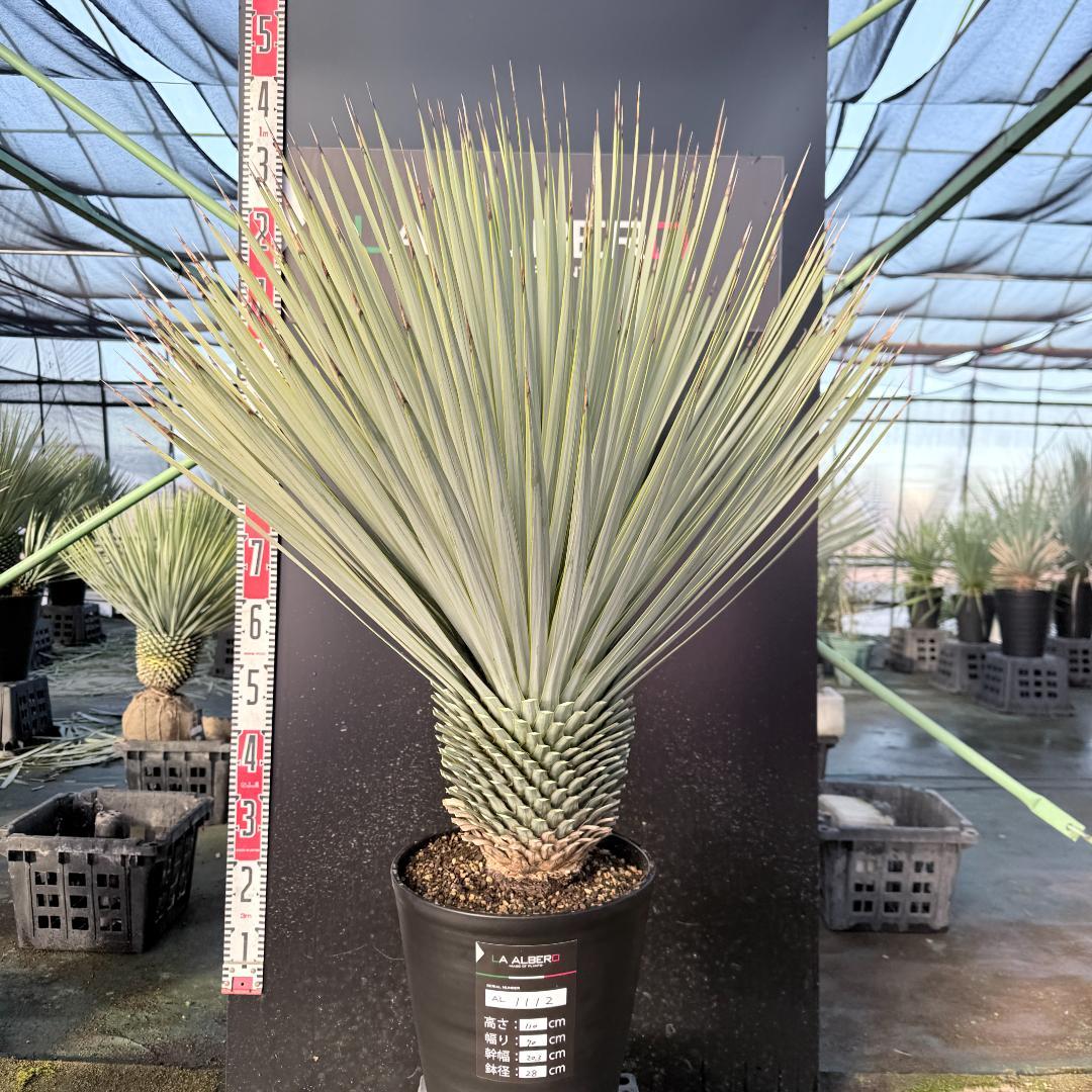 【AL1112】ユッカ　ロストラータ　超美形