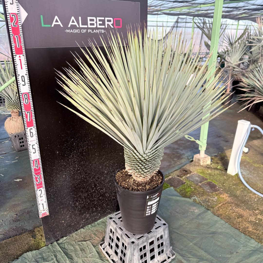 【AL1112】ユッカ　ロストラータ　超美形