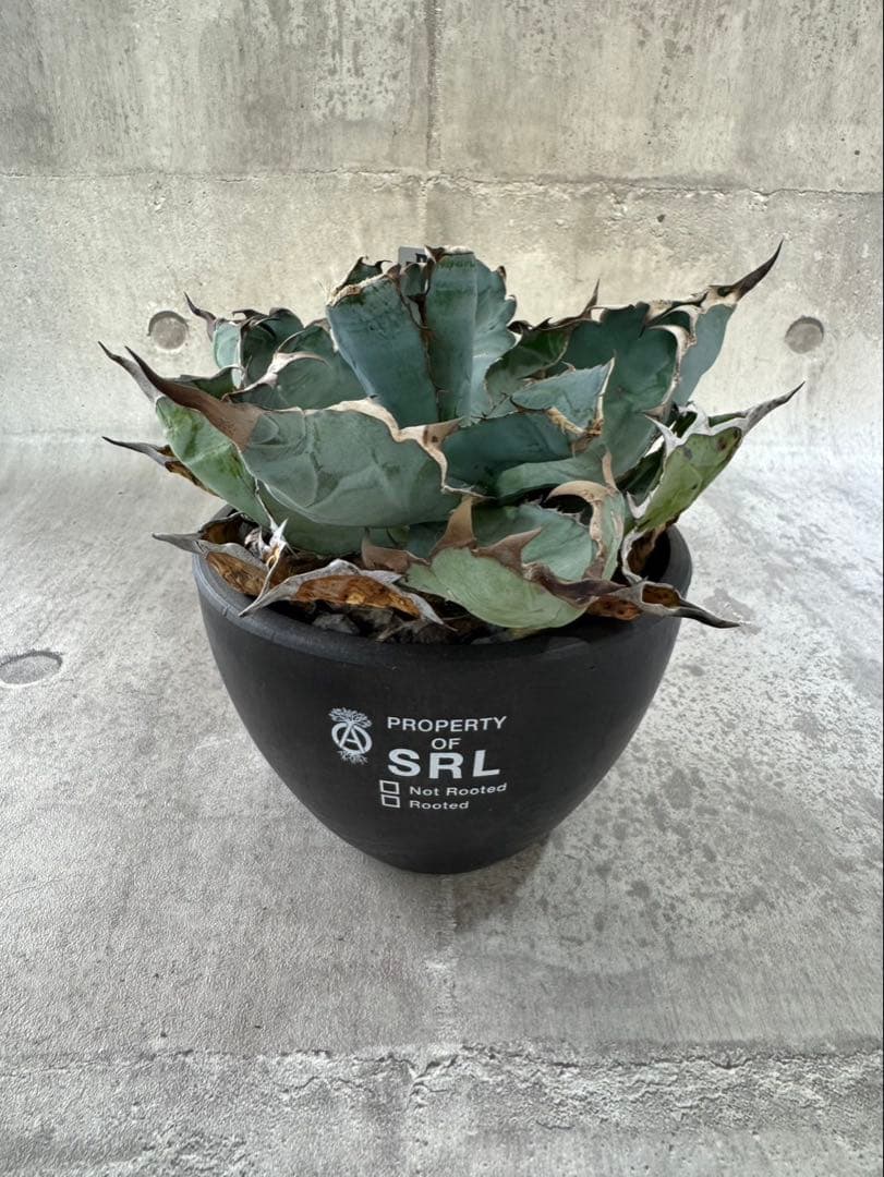 アガベ チタノタ b&b 鉢付き