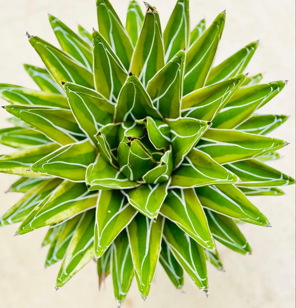 笹の雪　錦　アガベ　斑入り　検)サンバースト　輝山　耐寒性　ドライガーデン　地植