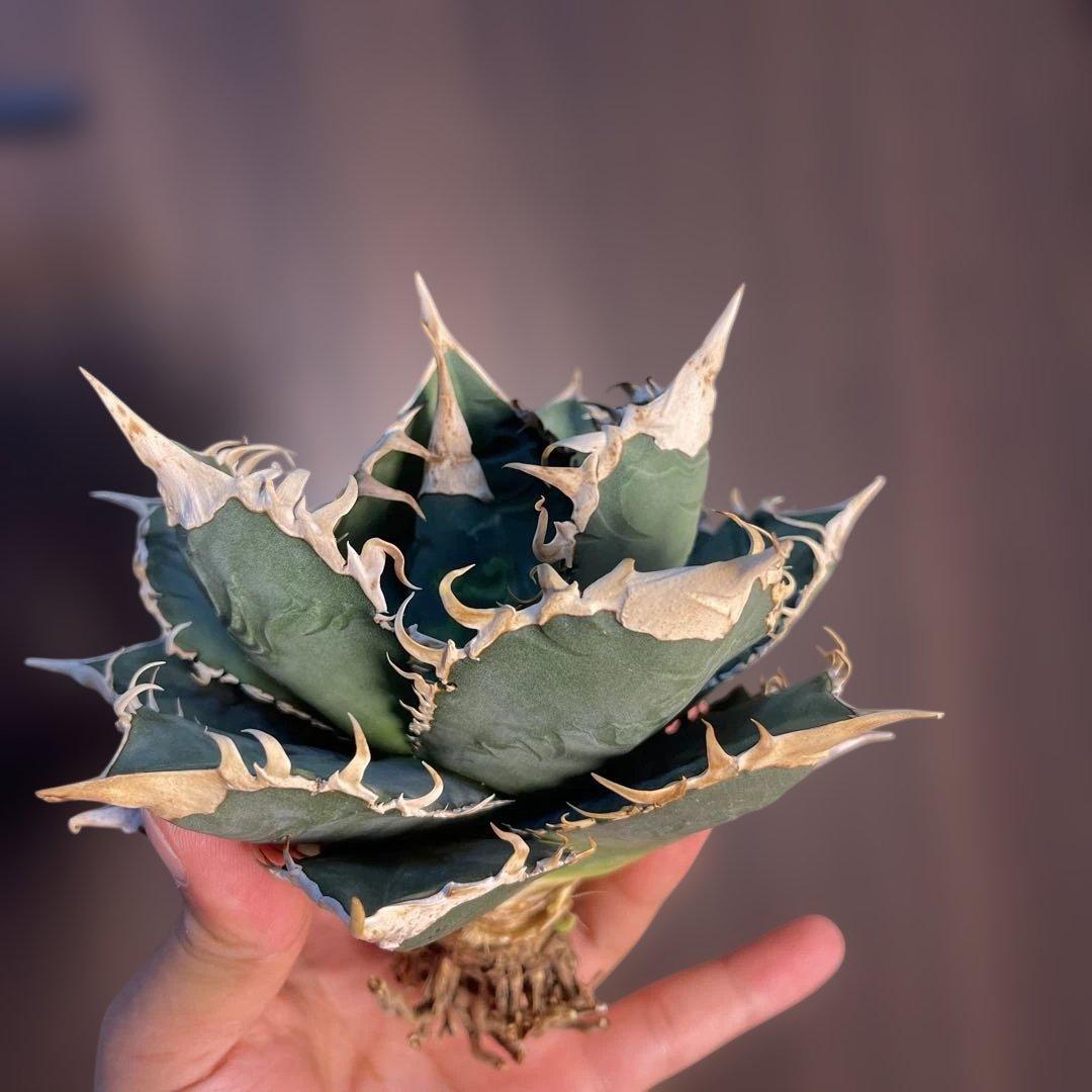 A025 アガベ オテロイ 実生